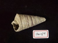 藏品(望遠鏡螺)的圖片